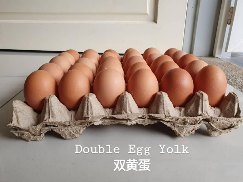 Fresh from Farm Double Egg Yolk Eggs 