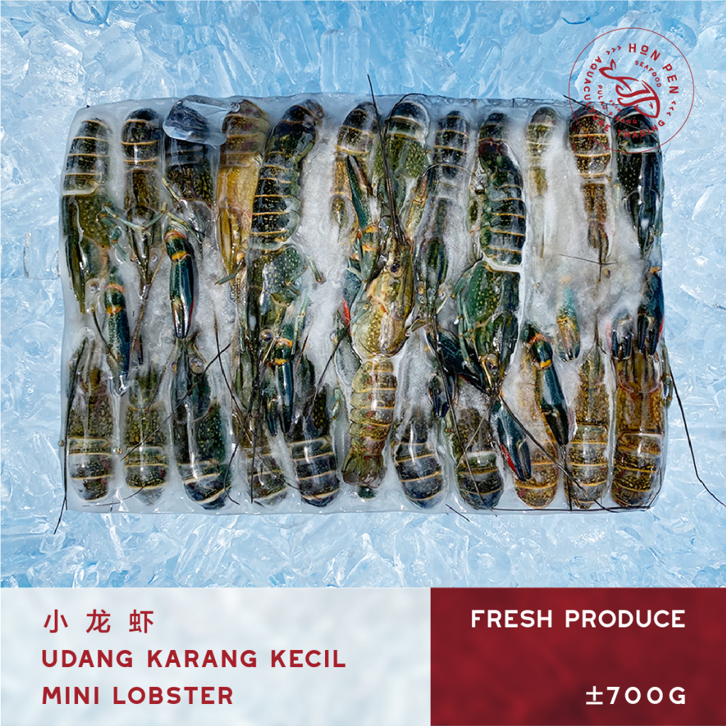 MINI LOBSTER 小龙虾 UDANG KARANG KECIL (Seafood) ±700g